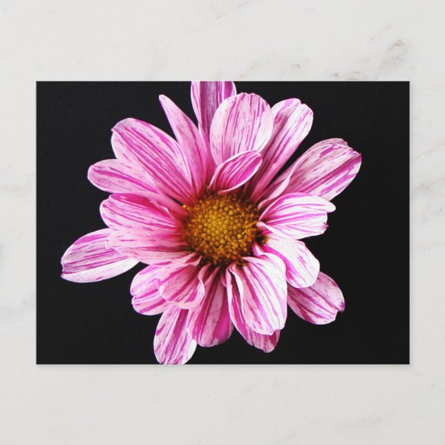 Carte Postale Chrysanthemum Fleur pcna (Devant)
