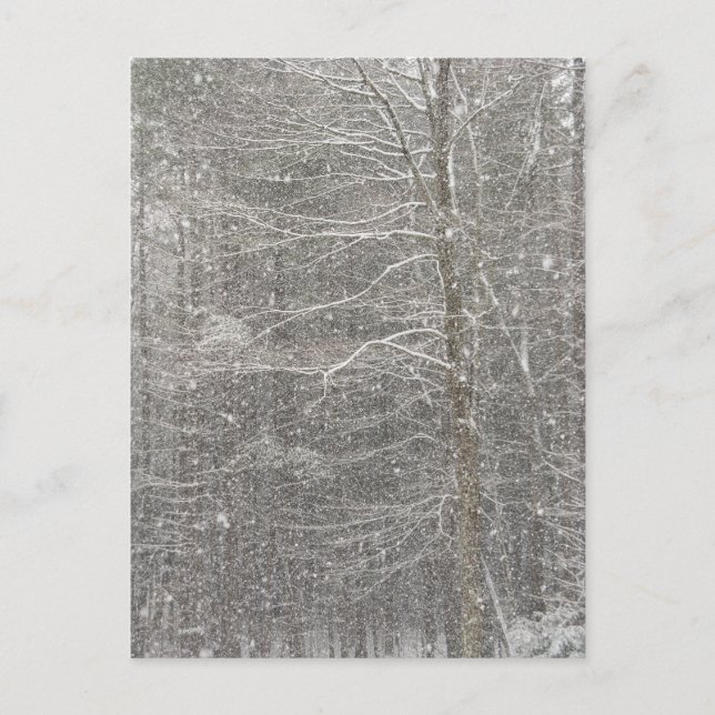 Carte Postale Chute de neige (Devant)