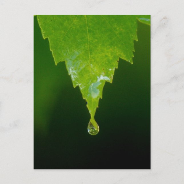 Carte Postale Chute de pluie (Devant)