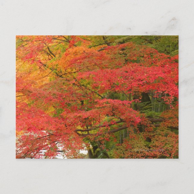 Carte Postale Chute japonaise (Devant)