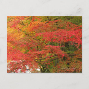 Carte Postale Chute japonaise