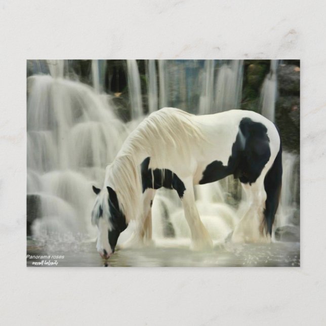 Carte Postale chutes, cheval, rivière, belle vue (Devant)