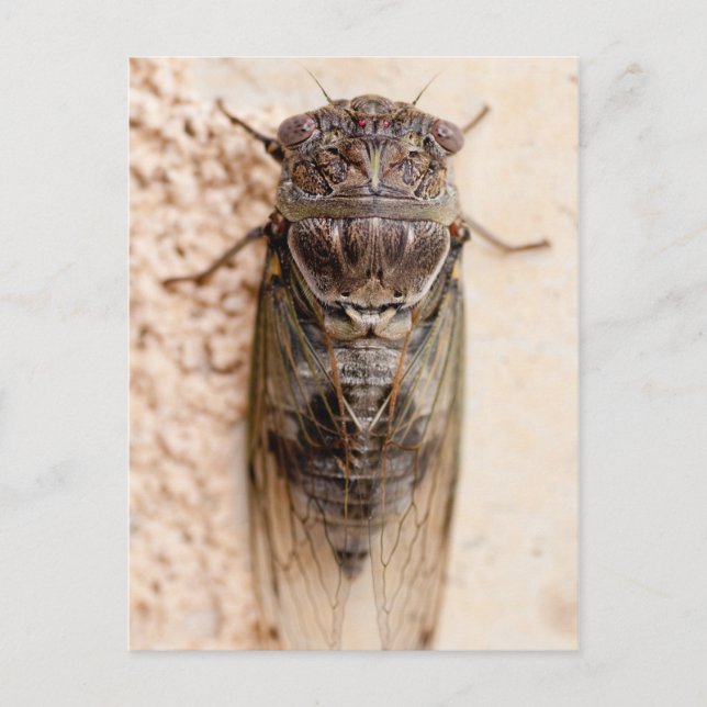 Carte Postale cicada (Devant)