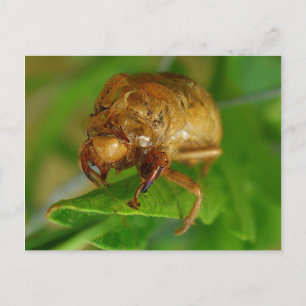 Carte Postale cicada1