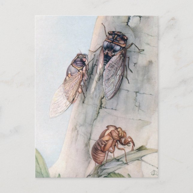 CARTE POSTALE CICADA 2 (Devant)
