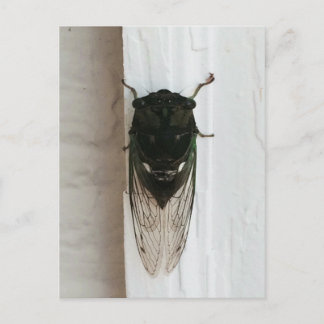 Carte Postale Cicada Photo