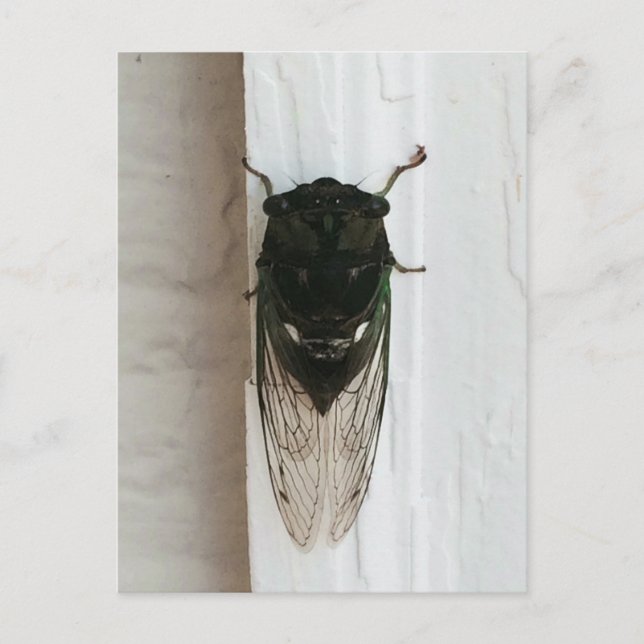 Carte Postale Cicada Photo (Devant)