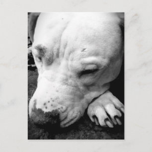 Carte Postale cicatrice de harry potter chien pit bull blanc