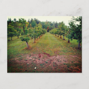 Carte Postale Cider Flats pommeraie Hinckley Minnesota