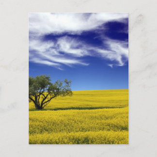 Carte Postale Ciel de Canola, Saskatchewan, Canada
