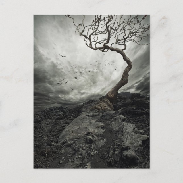 Carte Postale Ciel dramatique sur un vieux arbre solitaire (Devant)