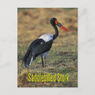 Carte Postale cigogne à selle