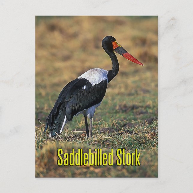 Carte Postale cigogne à selle (Devant)