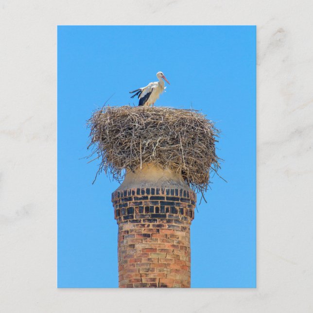 Carte Postale cigogne adulte dans le nid sur la cheminée.JPG (Devant)