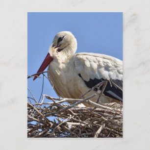 Carte Postale cigogne blanche dans son nid