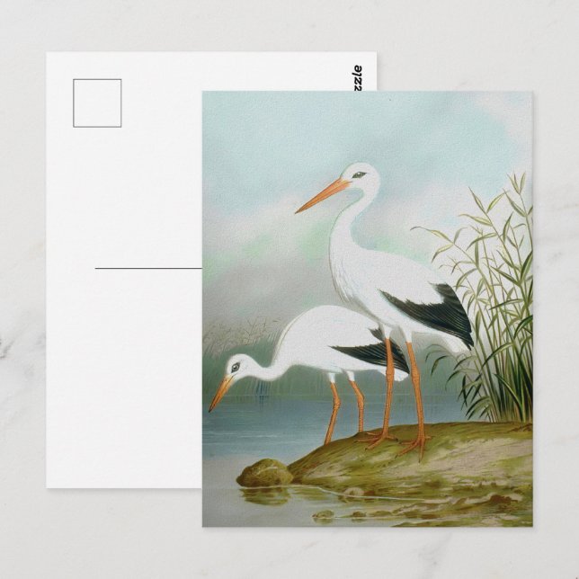 Carte Postale cigogne blanche, illustrations d'oiseaux (Devant / Derrière)