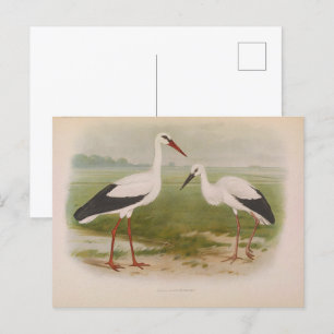 Carte Postale cigogne blanche - jeunes et adultes, Illustrations