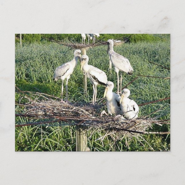 Carte Postale cigognes de bois sur le nid (Devant)