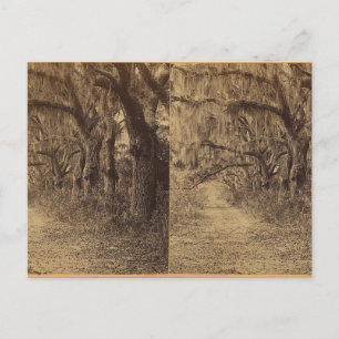 Carte Postale Cimetière Bonaventura, Savannah, Ga. c. 1863