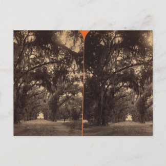 Carte Postale Cimetière Bonaventure, Savannah, Ga c. 1886