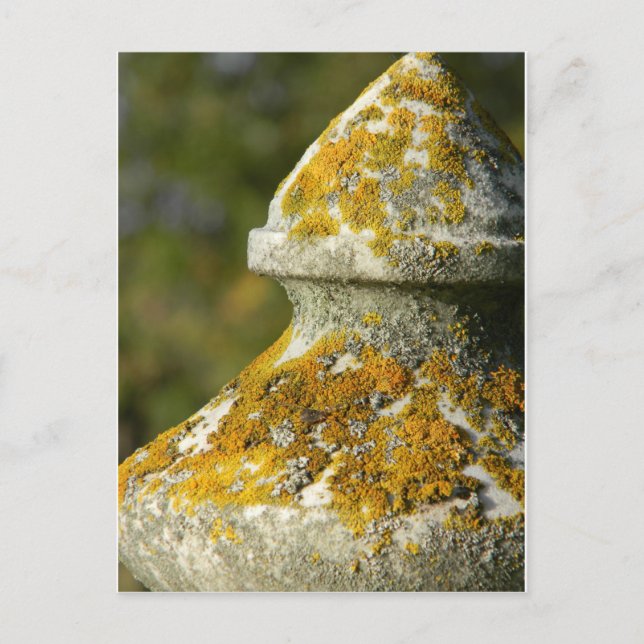 Carte Postale Cimetière couvert de Lichen Obelisk (Devant)