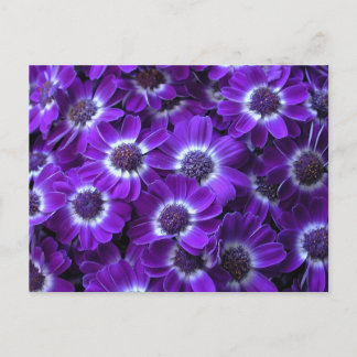 Carte Postale Cinéérarias blanc violet