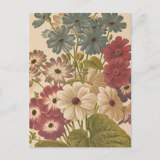 Carte Postale Cineraria | George Nicholson (Devant)