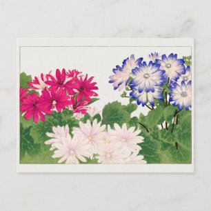 Carte Postale Cineraria par Tanigami Konan