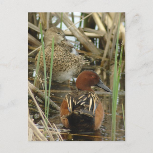 Carte postale Cinnamon Turquoise Pair (Devant)