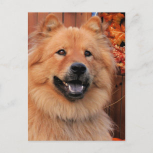 Carte Postale Cinny - Chow Chow Photo-12