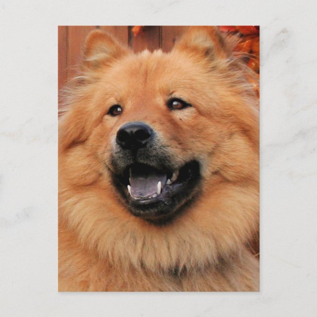 Carte Postale Cinny - Chow Chow Photo - 5 (Devant)