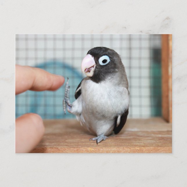 Carte Postale Cinq ! (Devant)