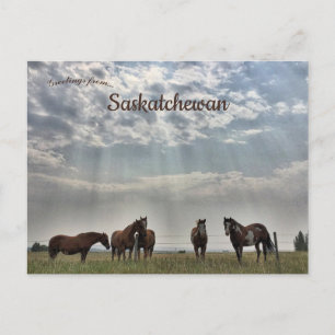 Carte Postale Cinq chevaux à Mortlach Saskatchewan Canada