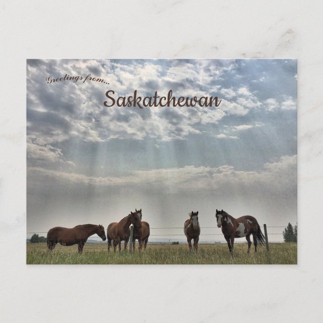 Carte Postale Cinq chevaux à Mortlach Saskatchewan Canada (Devant)