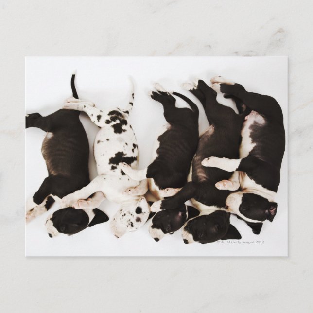 Carte Postale Cinq chiots Harlequin Great Dane dormant (Devant)