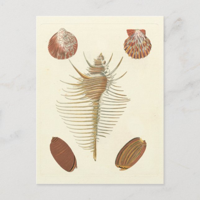 Carte Postale Cinq d'un coquillage (Devant)