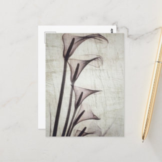 Carte Postale Cinq Fleurs Vintages à rayons X