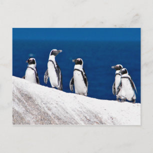 Carte Postale Cinq pingouins accrochés à une photo rock en Afriq