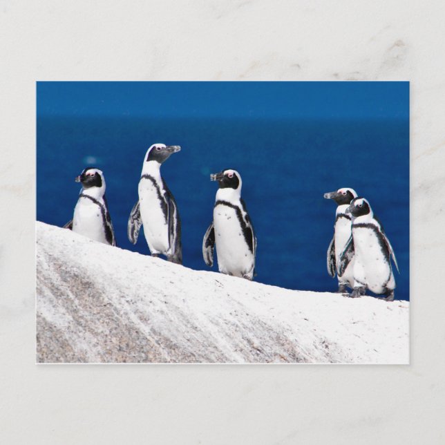 Carte Postale Cinq pingouins accrochés à une photo rock en Afriq (Devant)