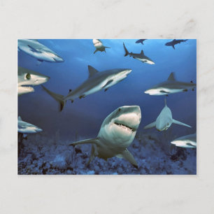 Carte Postale Circuler pour tuer