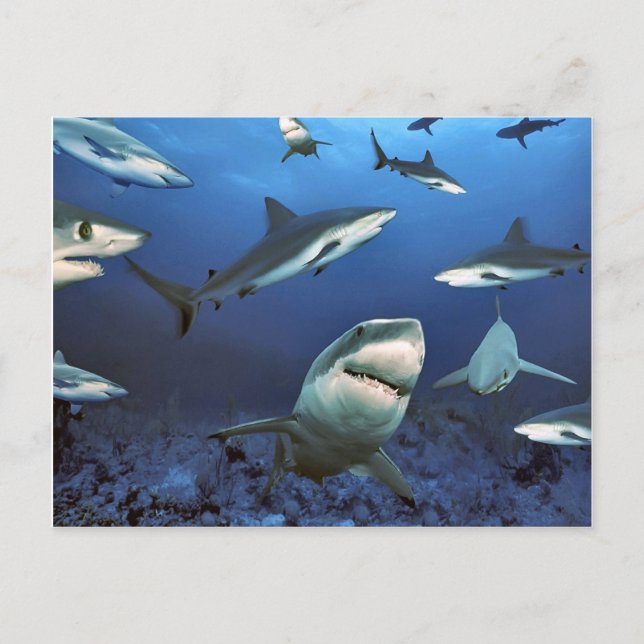 Carte Postale Circuler pour tuer (Devant)