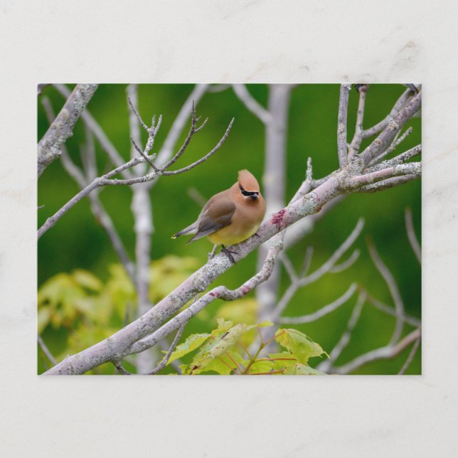 Carte Postale cire de cèdre (Devant)