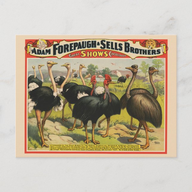 Carte Postale Cirque vintage Montrant Des Ostriches Et De Grands (Devant)