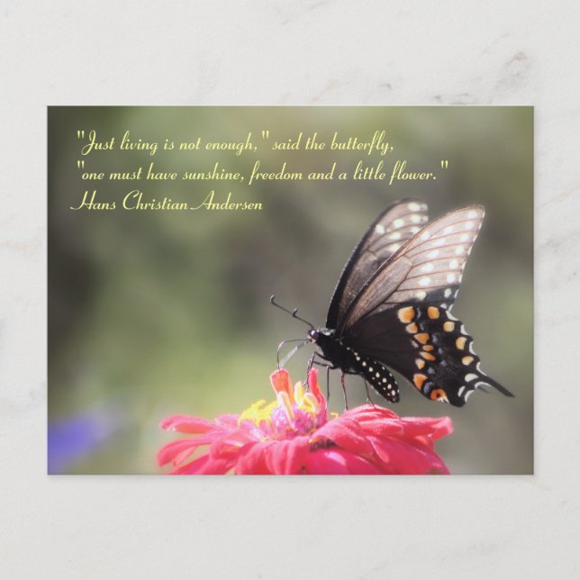 Carte Postale Citation de papillon "Sunshine, Freedom, Flower" (Devant)