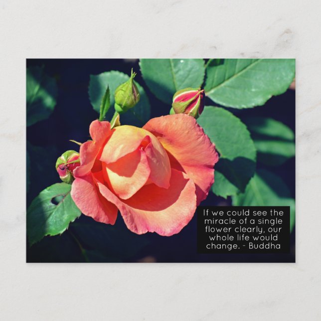 Carte Postale Citation Motivationnelle Rose rose (Devant)