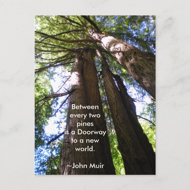 Carte Postale Citation Muir de Redwood Trees (Devant)