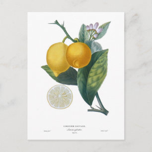 Carte Postale Citron de Pierre - Antoine Poiteau