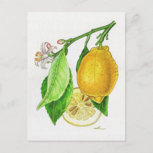 Carte postale Citron « Limonier ferraris »