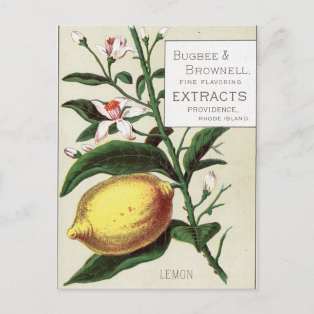 Carte Postale Citron vintage (Devant)