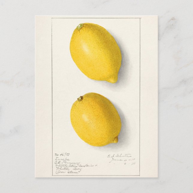 Carte Postale Citrons (Citrus Limon) Aquarelle de fruit Peinture (Devant)